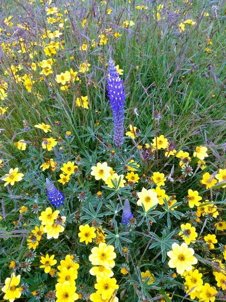Andean flora: Small wild yellow flower