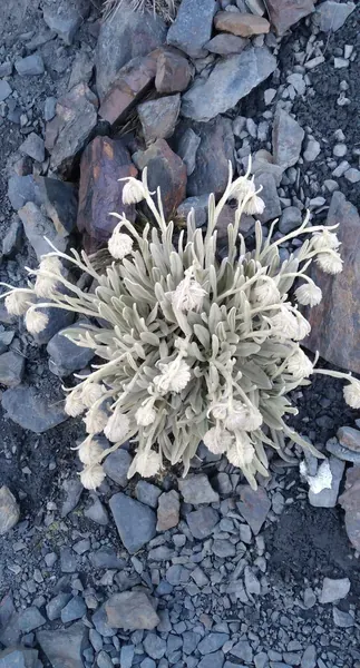 Extreme life: Small plant over 5000 meters above sea level