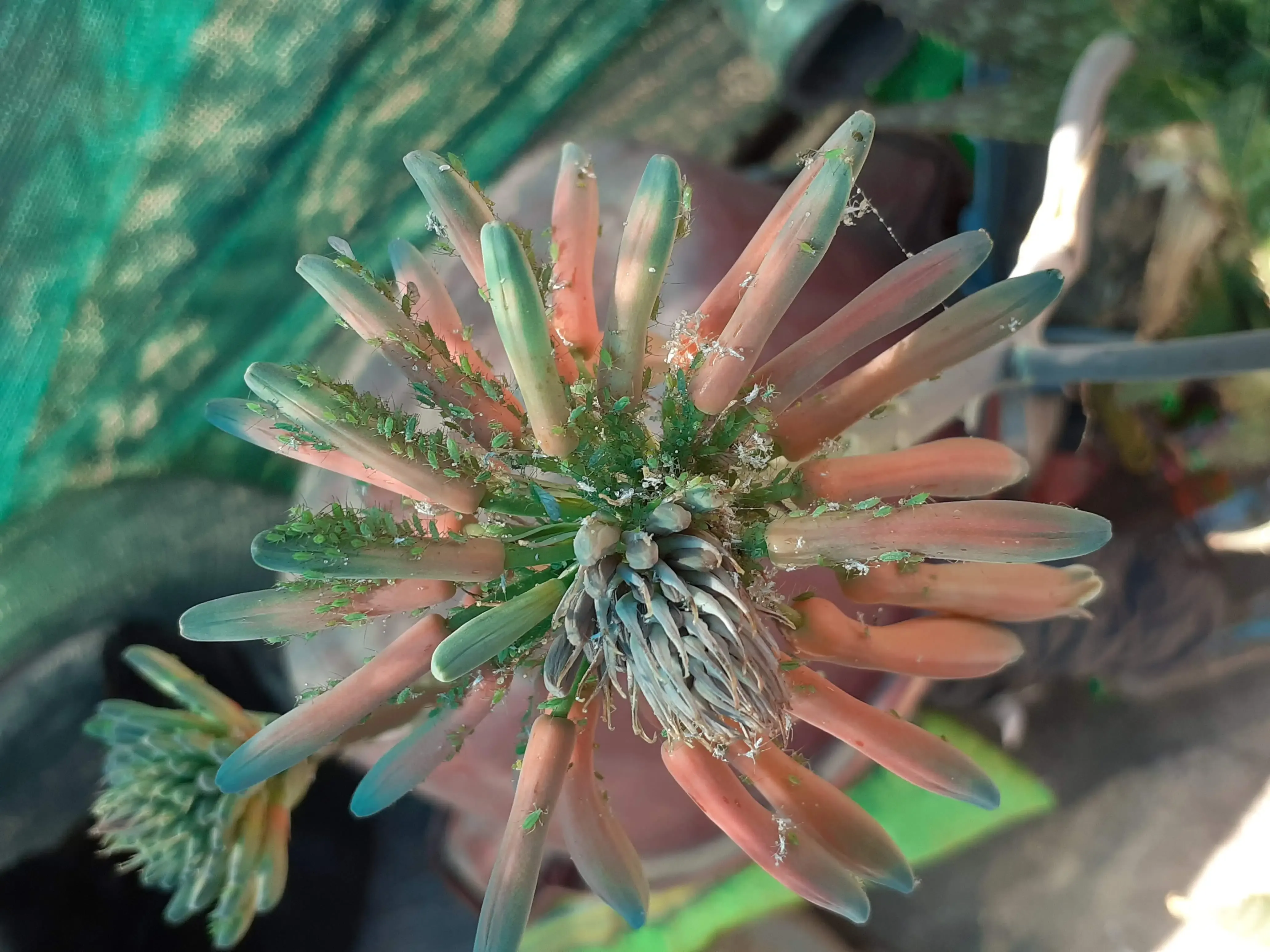 A peculiar plant in Arequipa